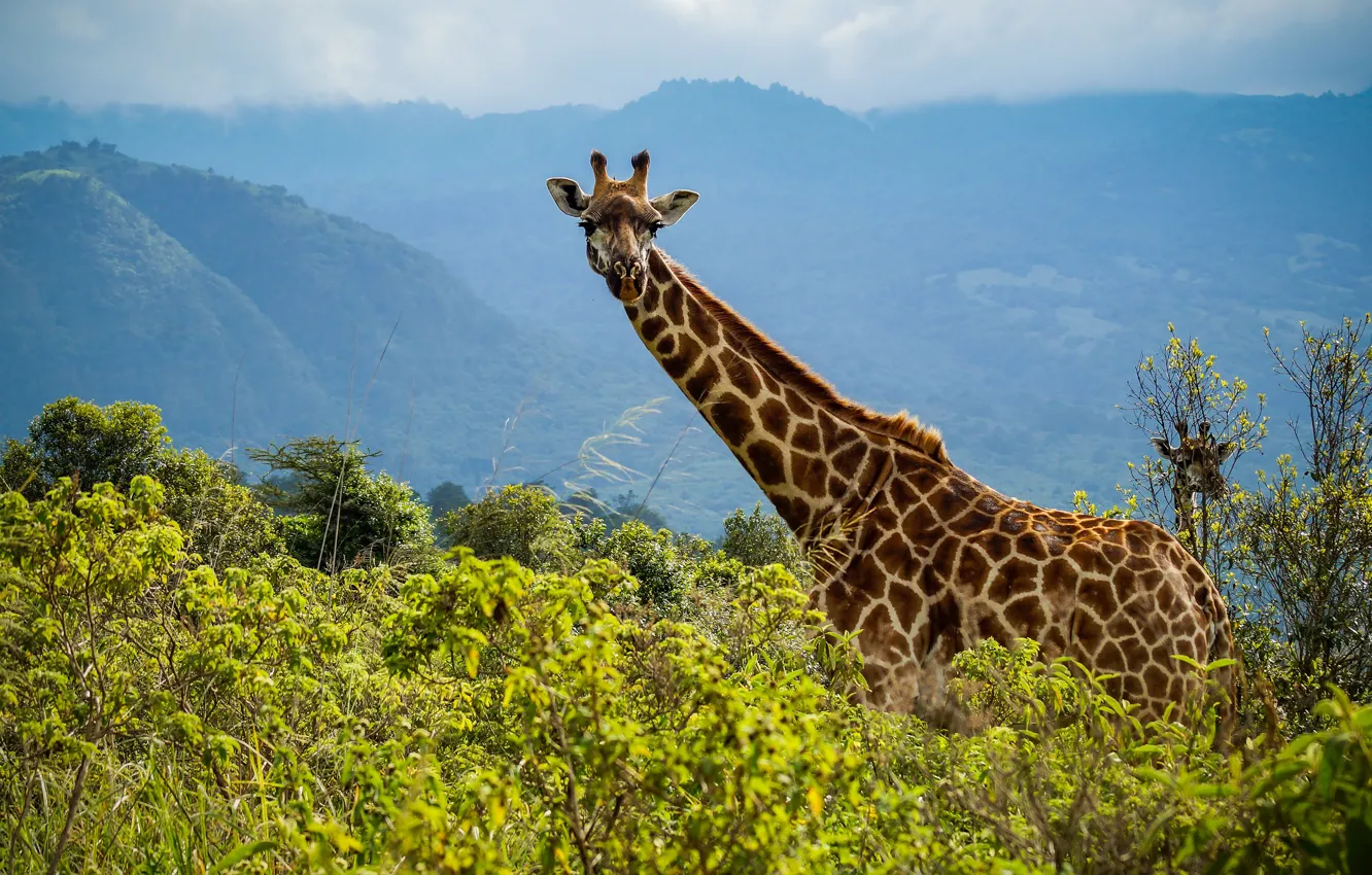 Photo wallpaper greens, summer, look, mountains, branches, nature, fog, hills