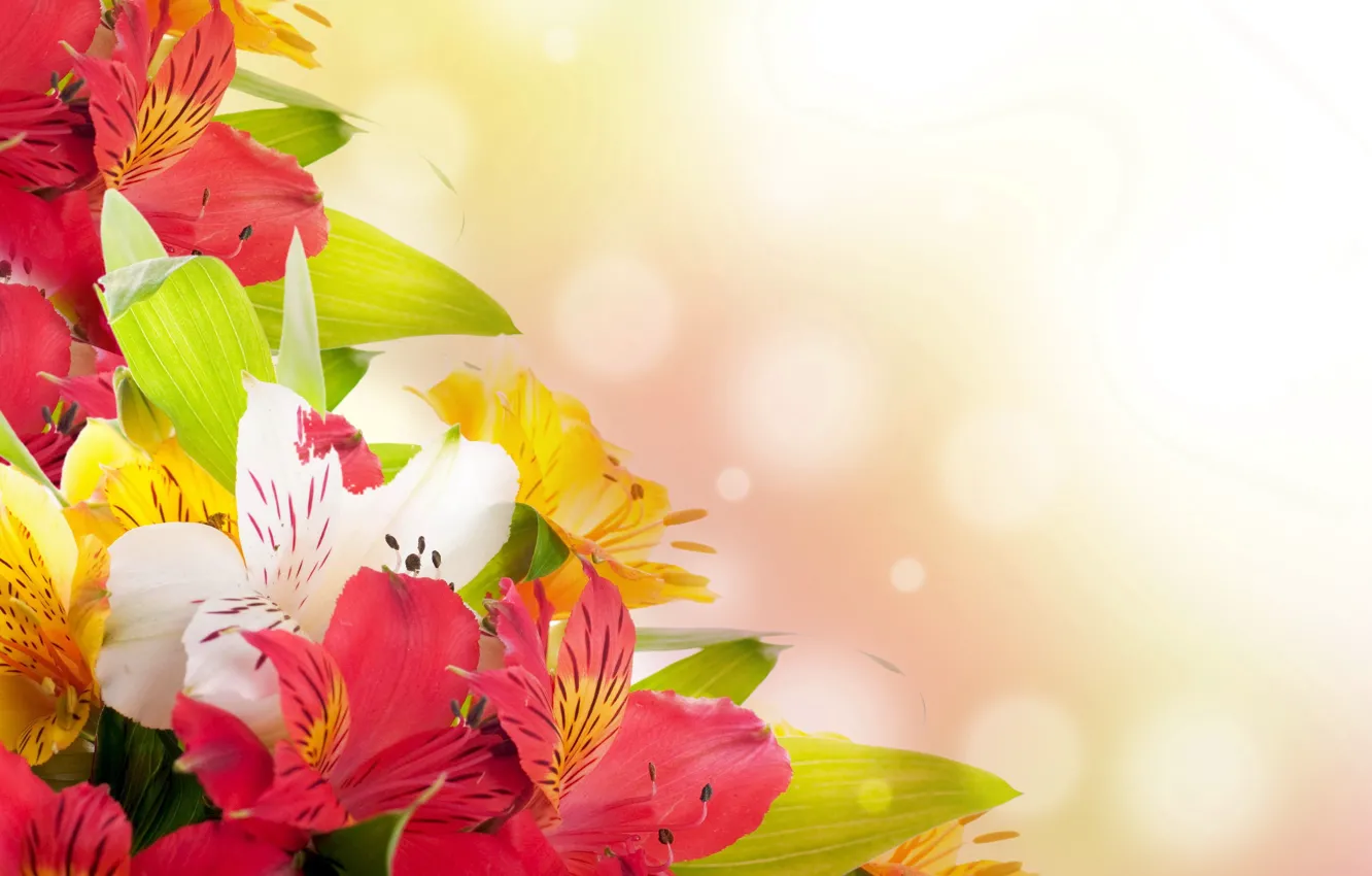 Photo wallpaper flowers, holiday, spring, tulips, 8th March