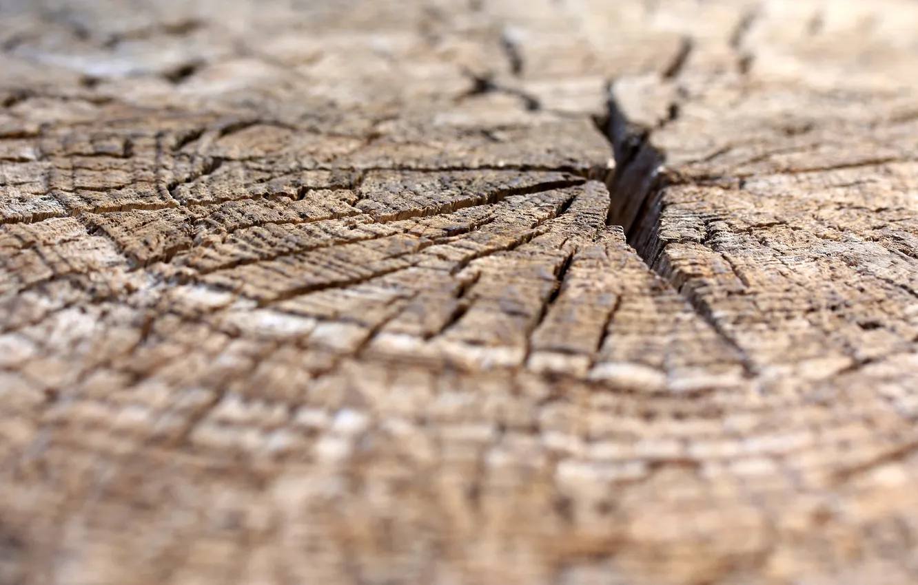 Photo wallpaper trees, background, texture