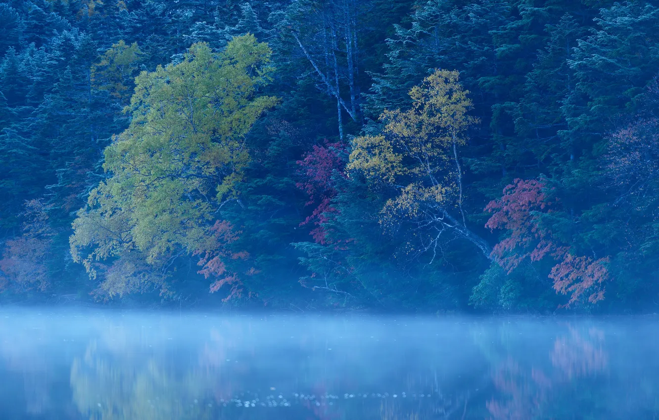Photo wallpaper forest, trees, fog, lake