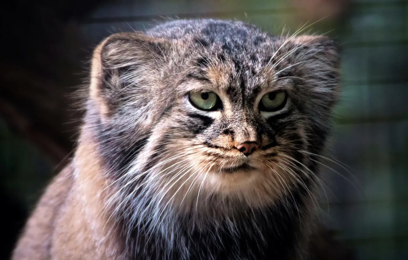 Photo wallpaper cat, look, face, predator, manul