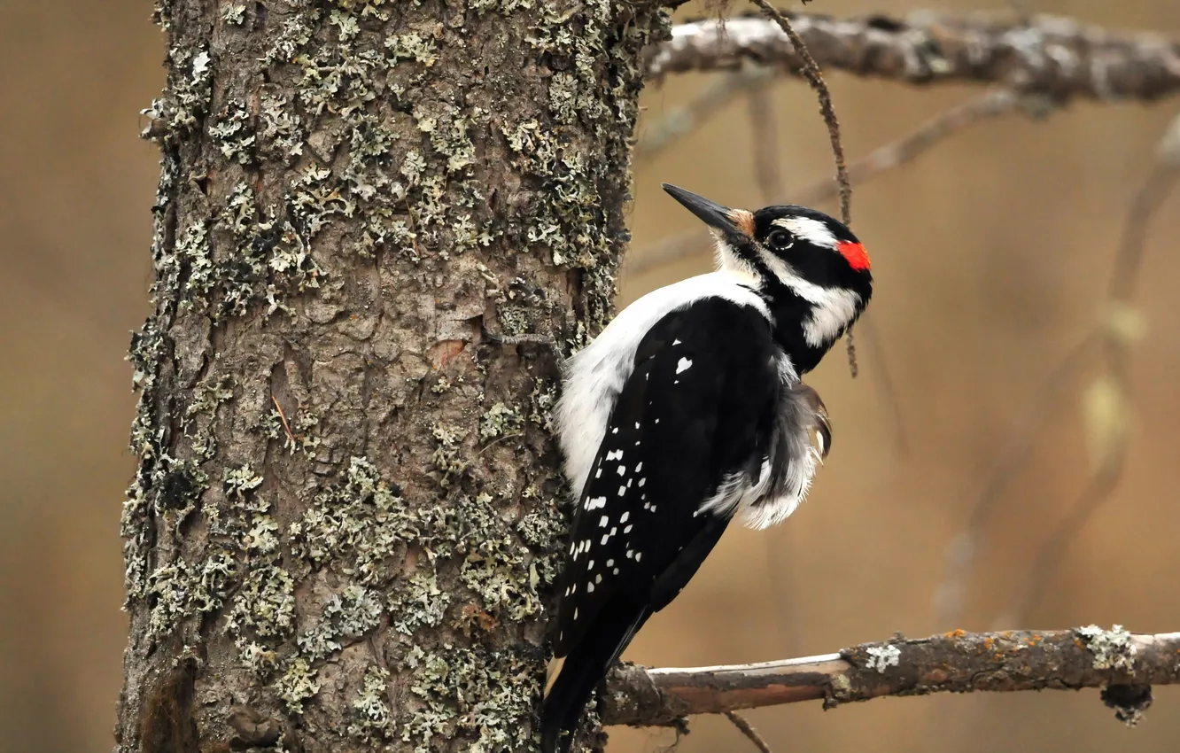 Photo wallpaper trees, bird, woodpecker
