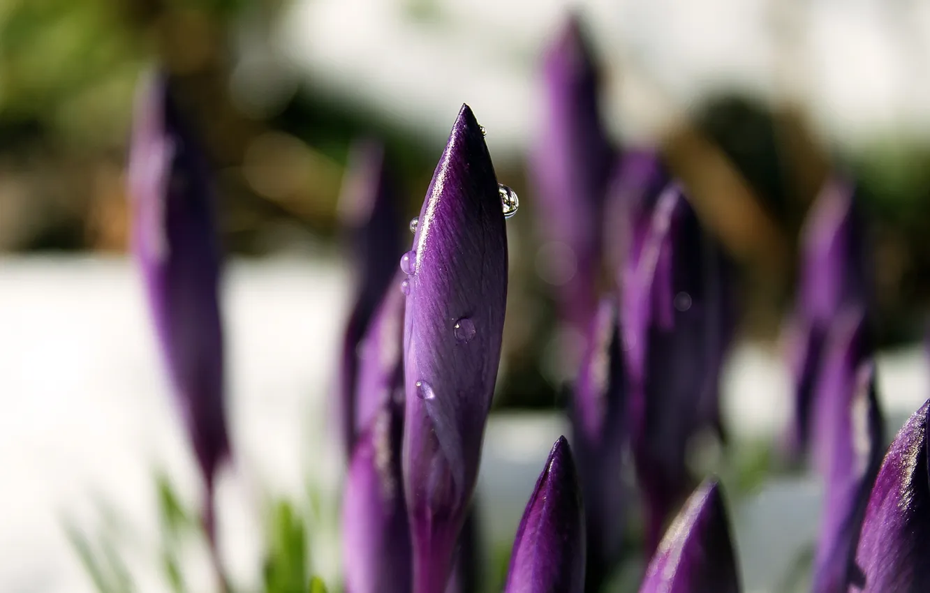 Photo wallpaper purple, drops, macro, flowers, spring, crocuses, buds, primrose