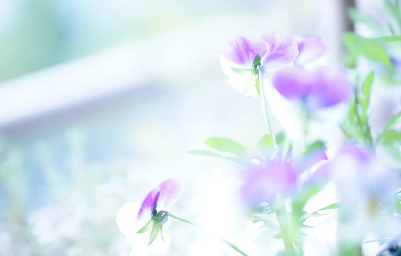 Photo wallpaper flowers, gentle, light, viola
