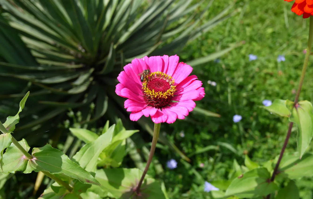 Photo wallpaper summer, macro, flowers, nature, insect
