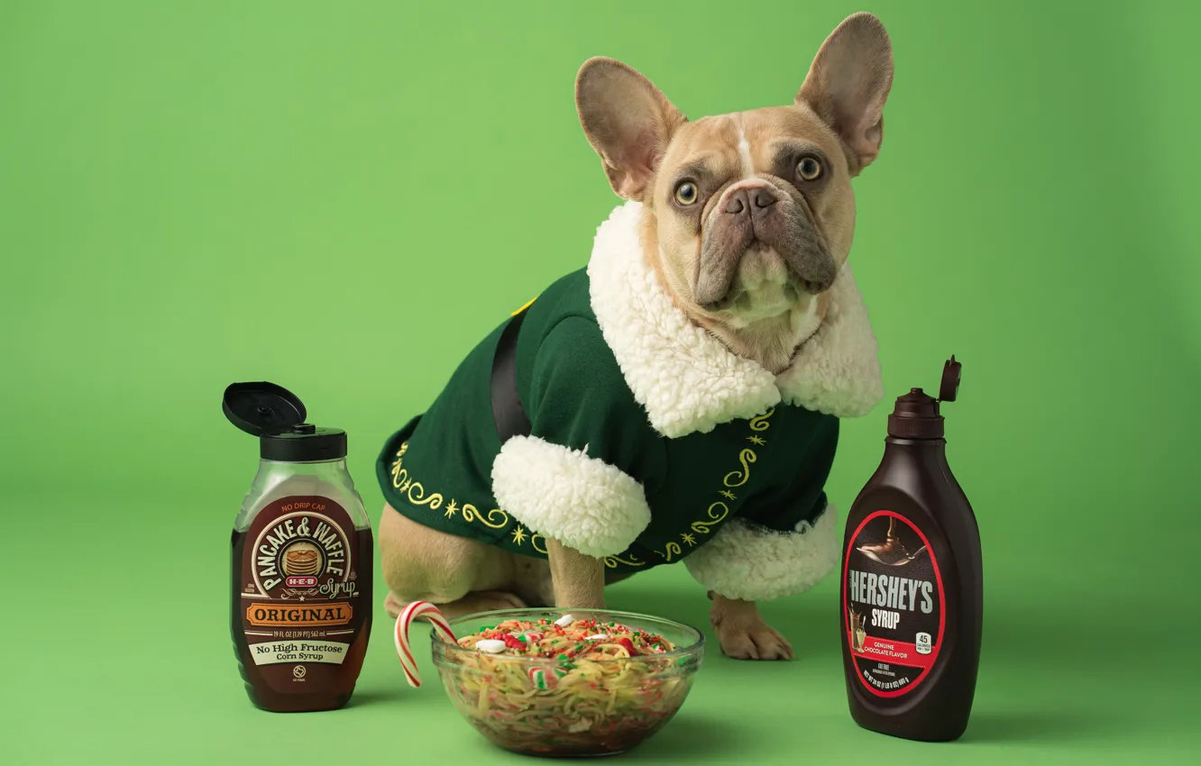 Photo wallpaper new year, food, dog, Christmas, costume, bowl, sitting, green background