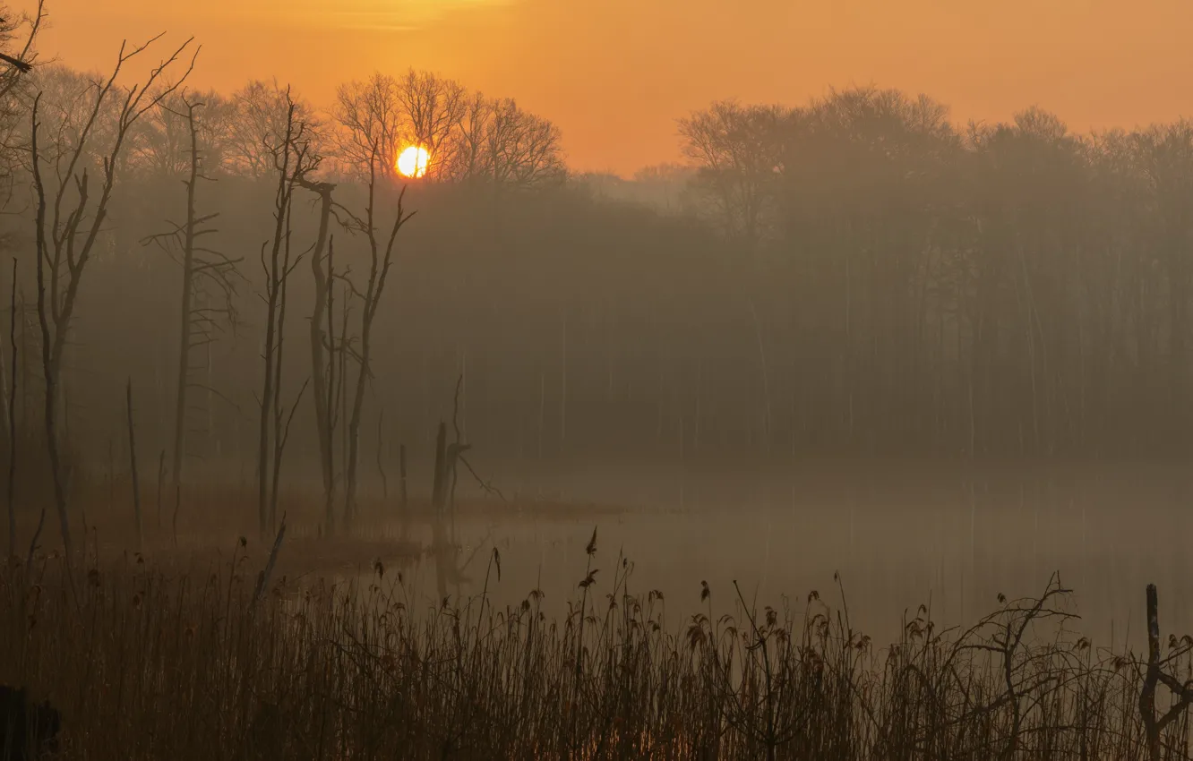 Photo wallpaper fog, lake, sunrise, morning, Germany, Mecklenburg-Vorpommern, Müritz national Park