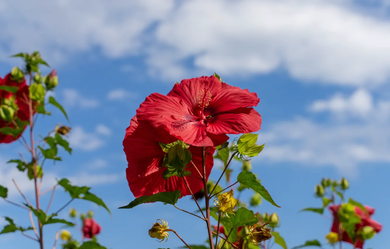 Photo wallpaper the sky, clouds, flowers, blue, stems, red, hibiscus, hibiscus