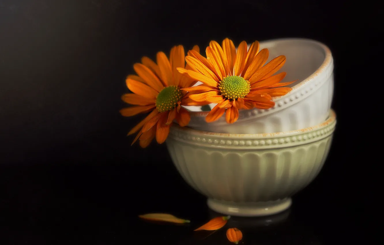 Photo wallpaper orange, style, petals, bowl, Duo, chrysanthemum, the dark background