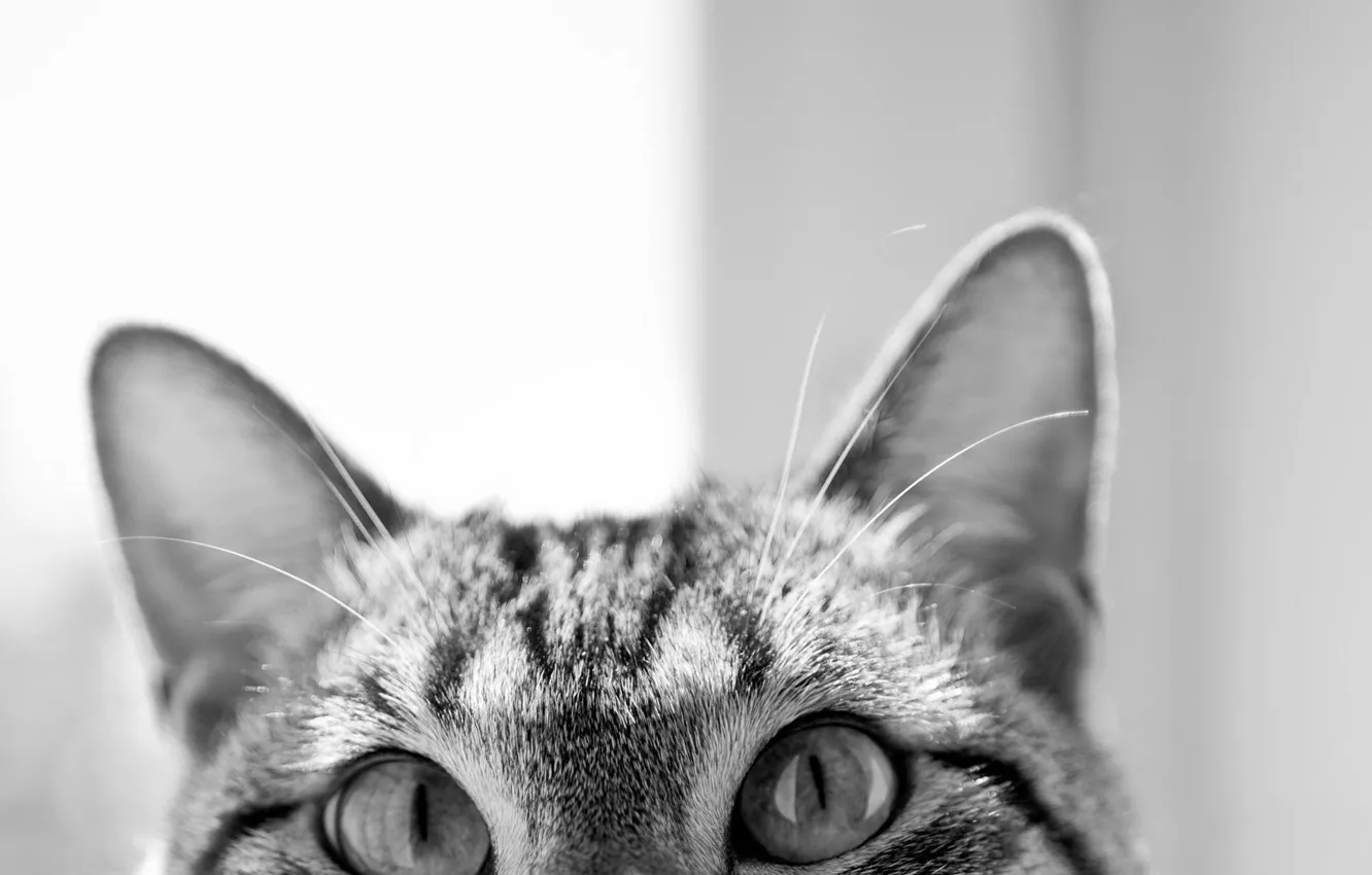 Photo wallpaper eyes, cat, face, cat