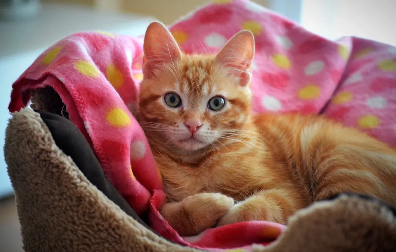 Photo wallpaper cat, cat, look, comfort, kitty, pink, blanket, red