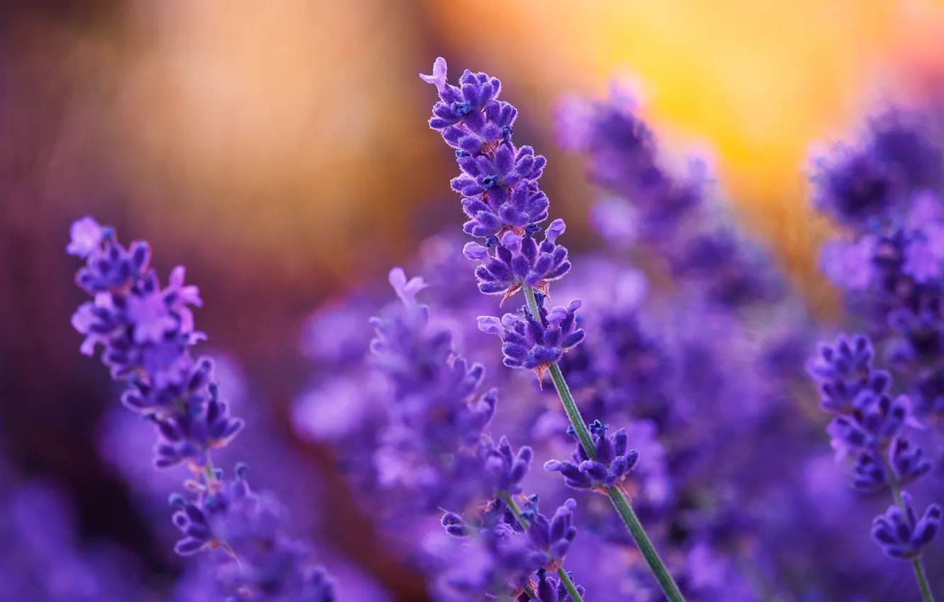 Photo wallpaper nature, plant, lavender