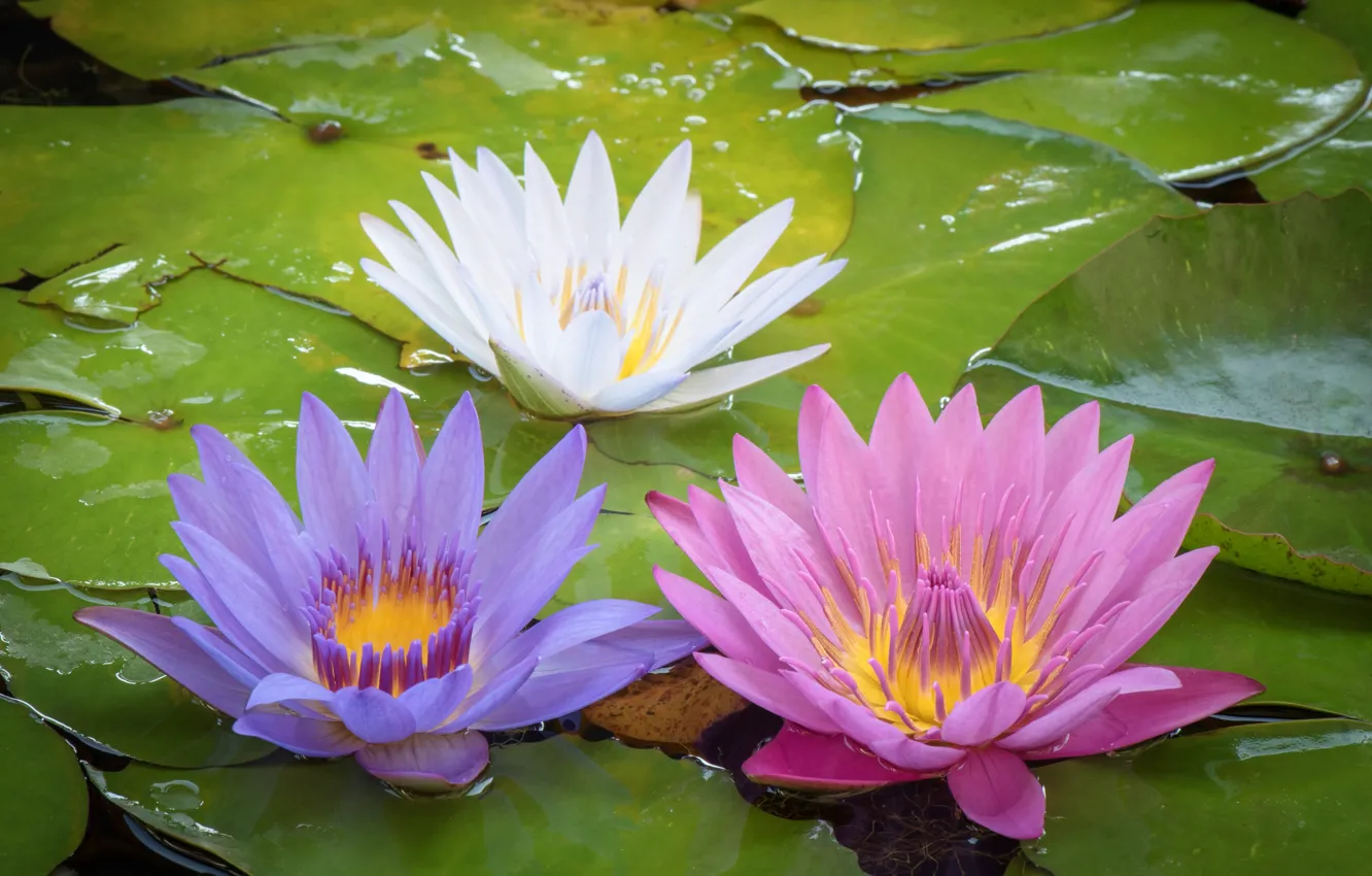 Photo wallpaper Water, Leaves, Flowering, Lily, Water lilies