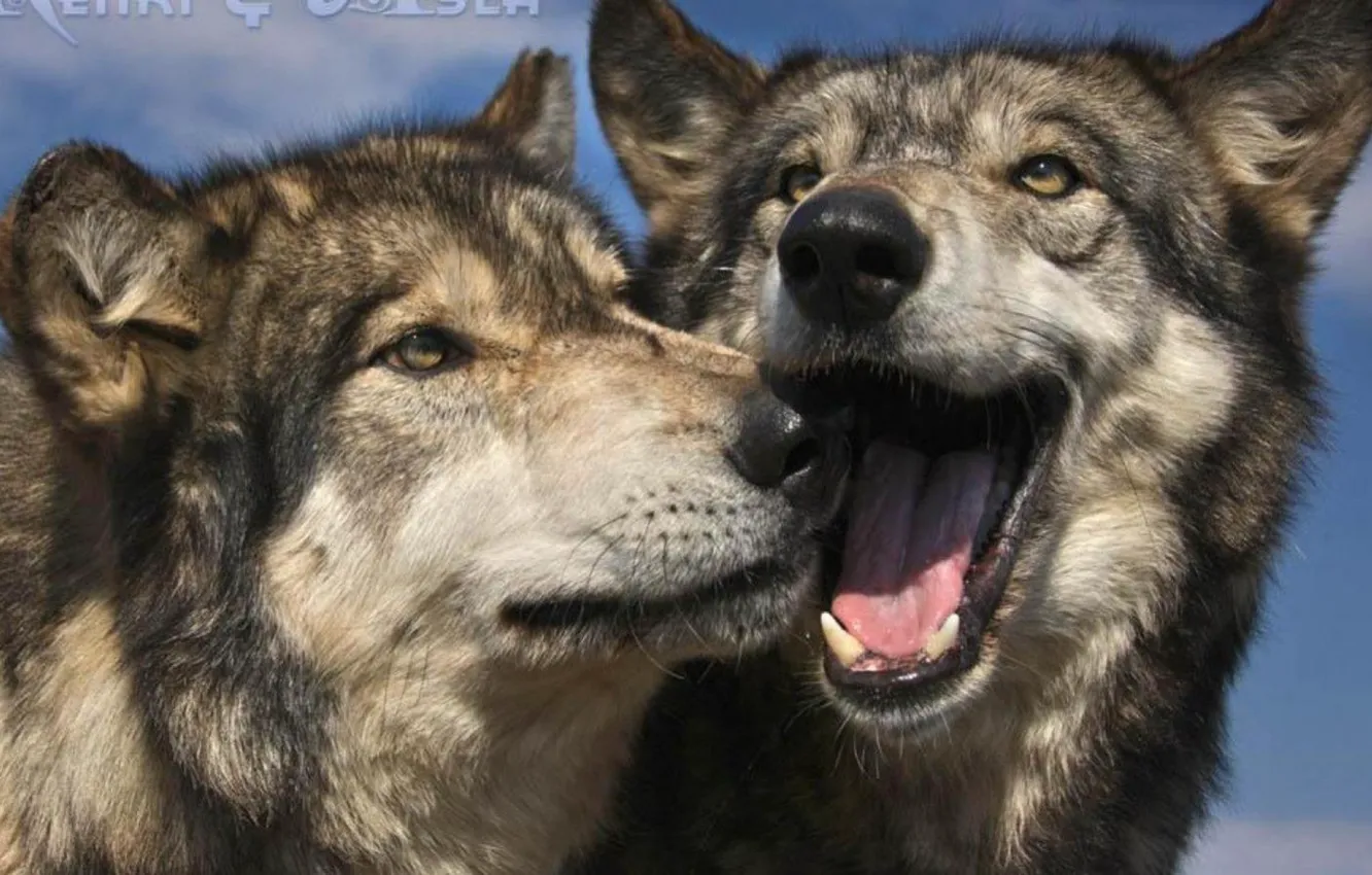 Photo wallpaper Predator, nature, animal, wolf, wildlife, portrait, portrait., Canis lupus. face