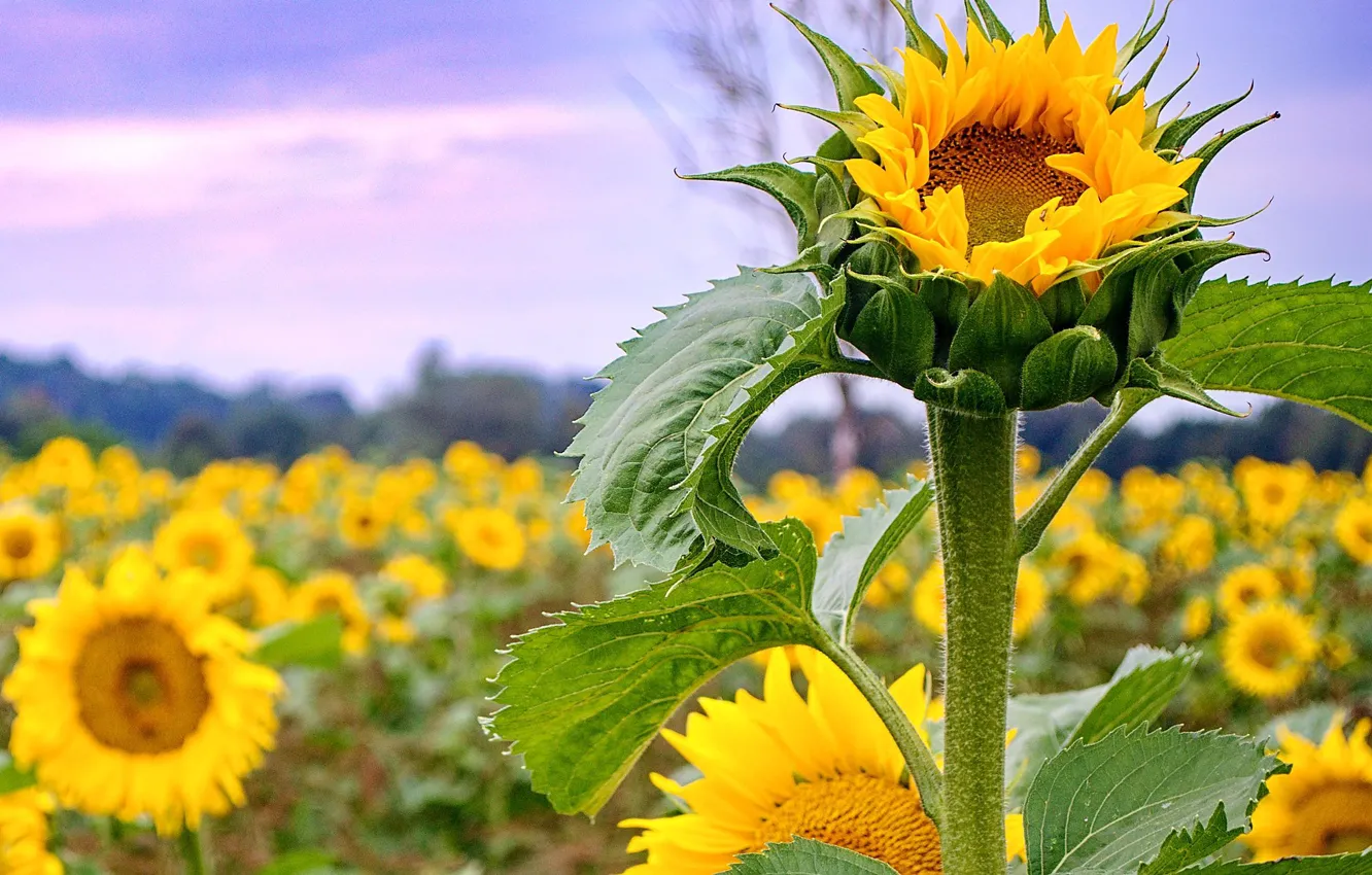 Photo wallpaper field, sunflowers, petals