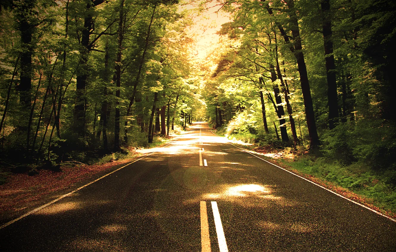 Photo wallpaper road, forest, trees, nature, the way, photo