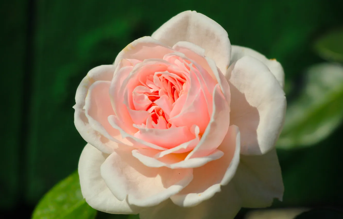 Photo wallpaper rose, flower, garden, blooming