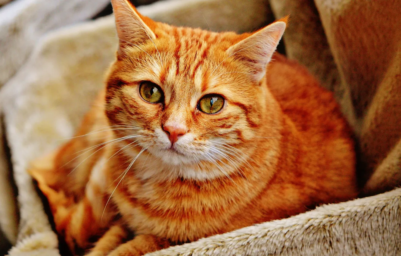 Photo wallpaper cat, look, red