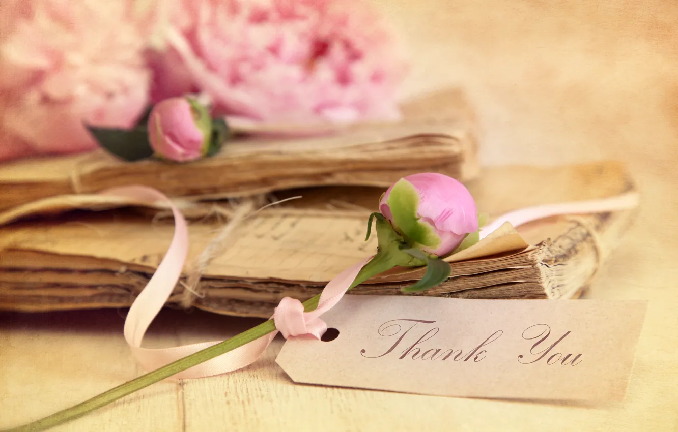 Photo wallpaper flowers, roses, old, pink, notebook, diary