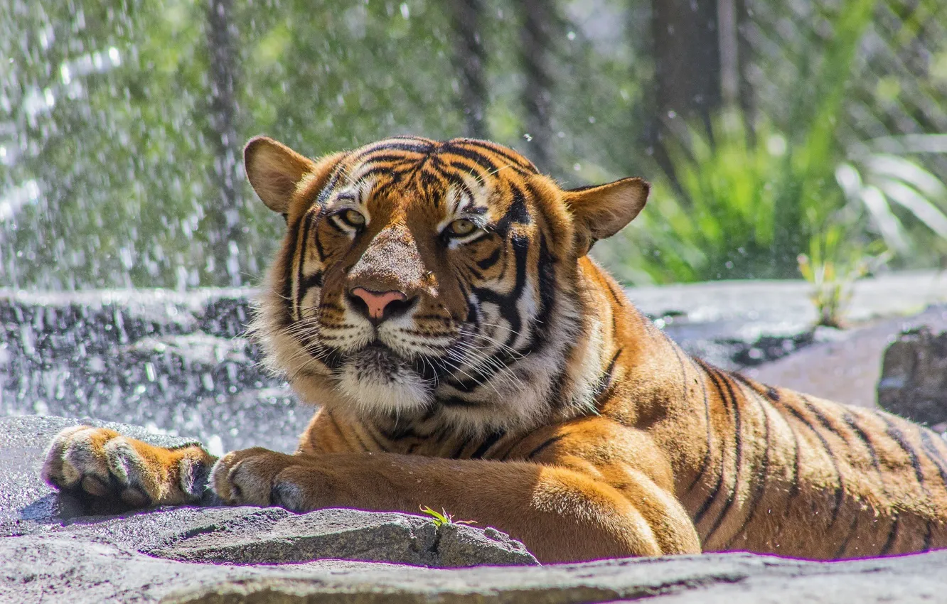 Photo wallpaper face, tiger, predator, paws, bathing, wild cat, zoo