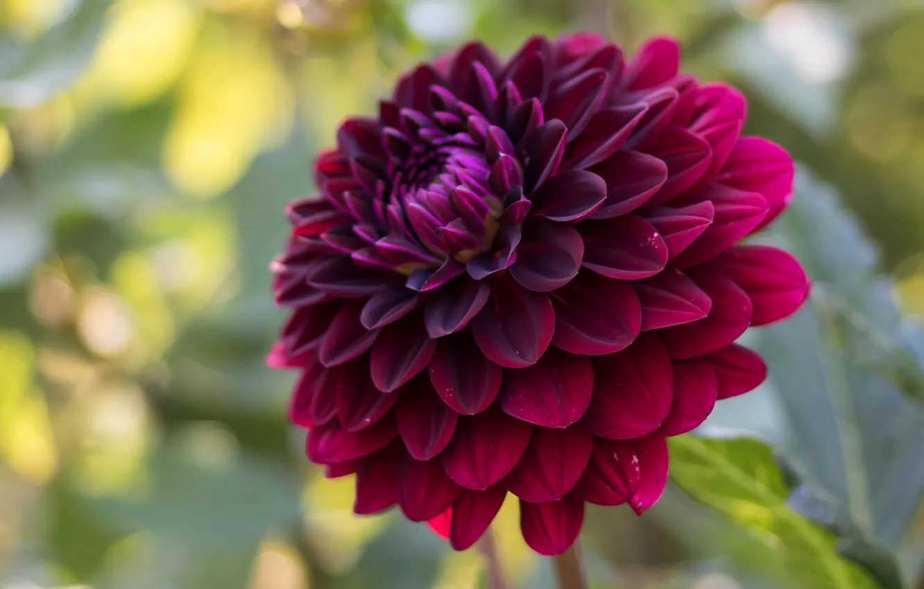 Photo wallpaper flowers, bokeh, raspberry, dahlias