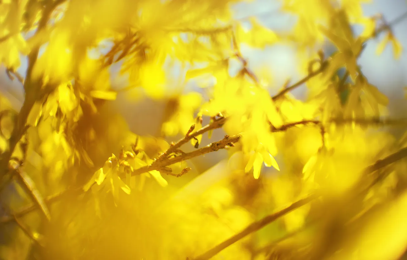 Photo wallpaper light, flowers, branches, yellow, blur, spring, blur, shrub