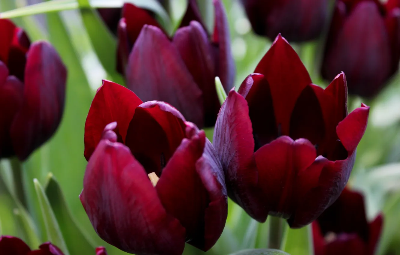 Photo wallpaper paint, spring, tulips, exhibition