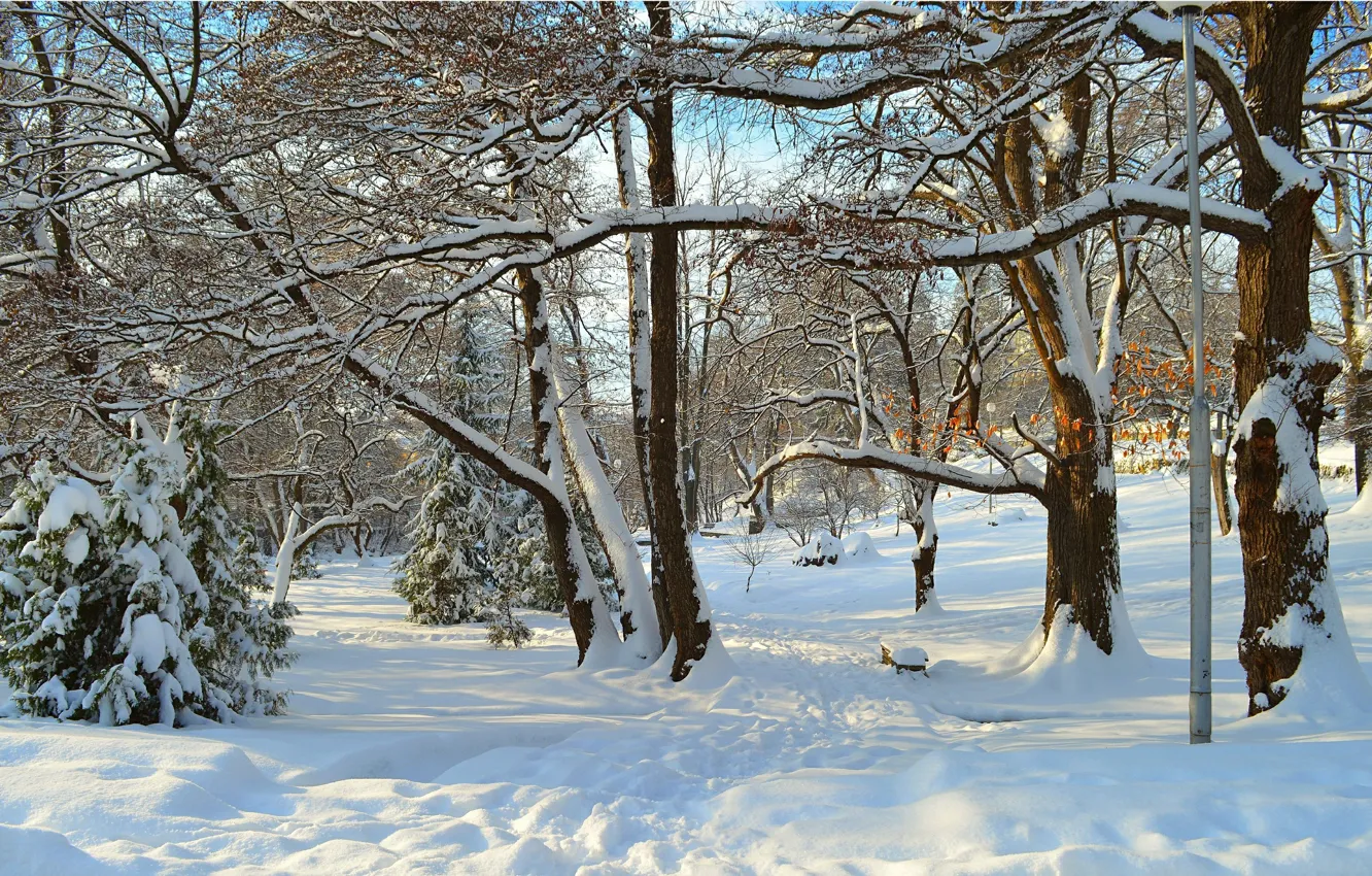 Photo wallpaper Winter, Trees, Snow, Rays, Park, Winter, Park, Snow