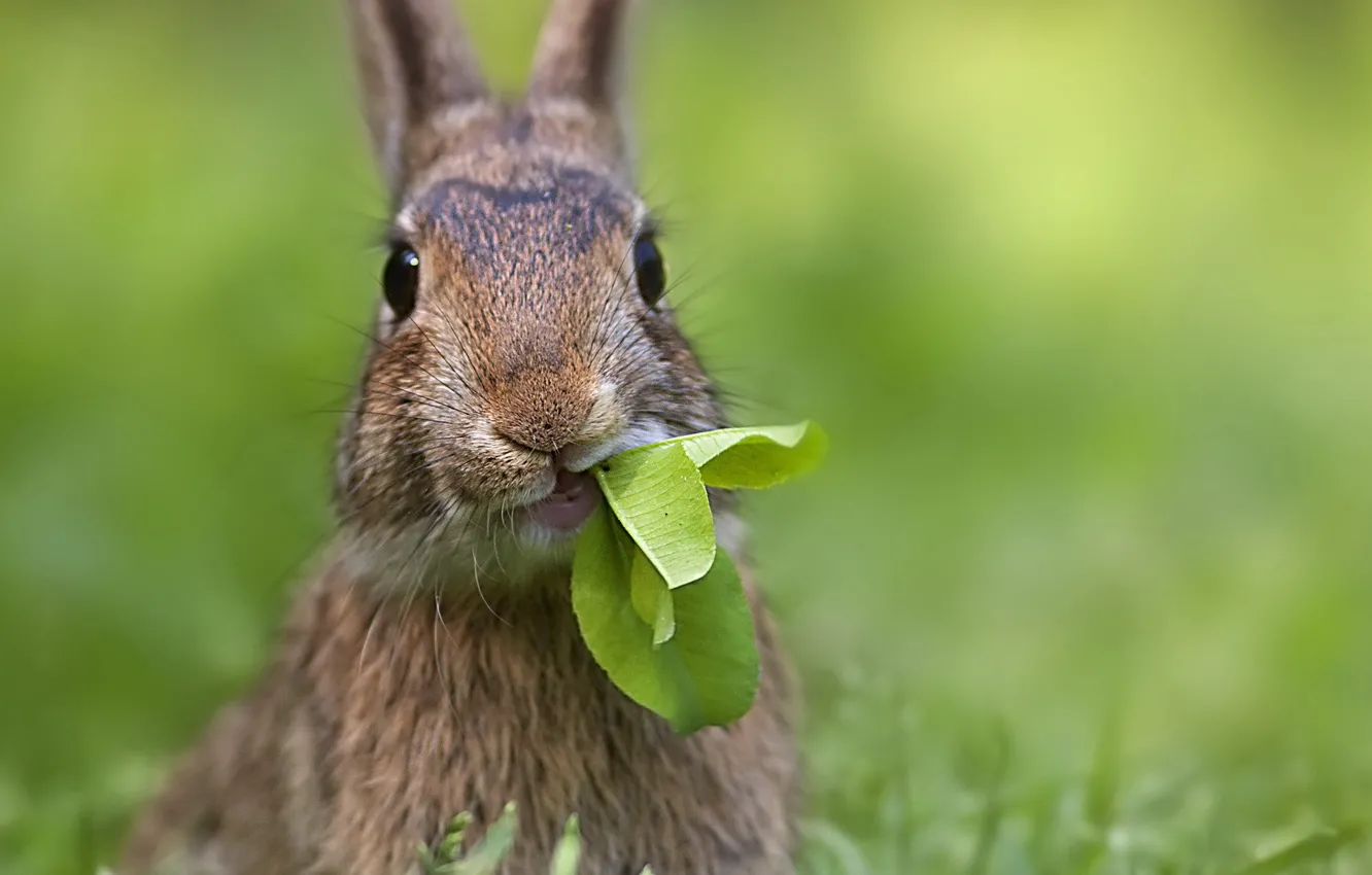 Photo wallpaper leaves, hare, ears