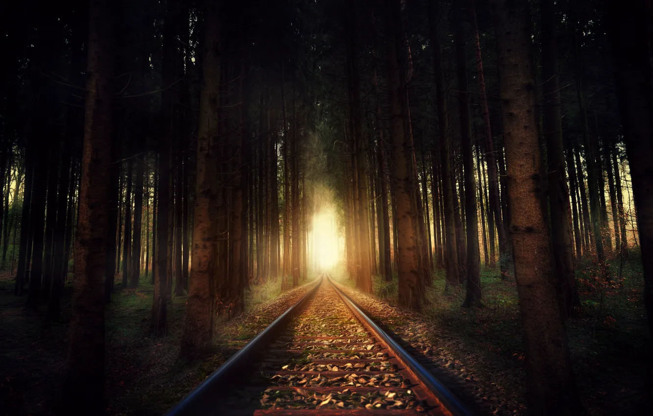 Photo wallpaper forest, nature, railroad
