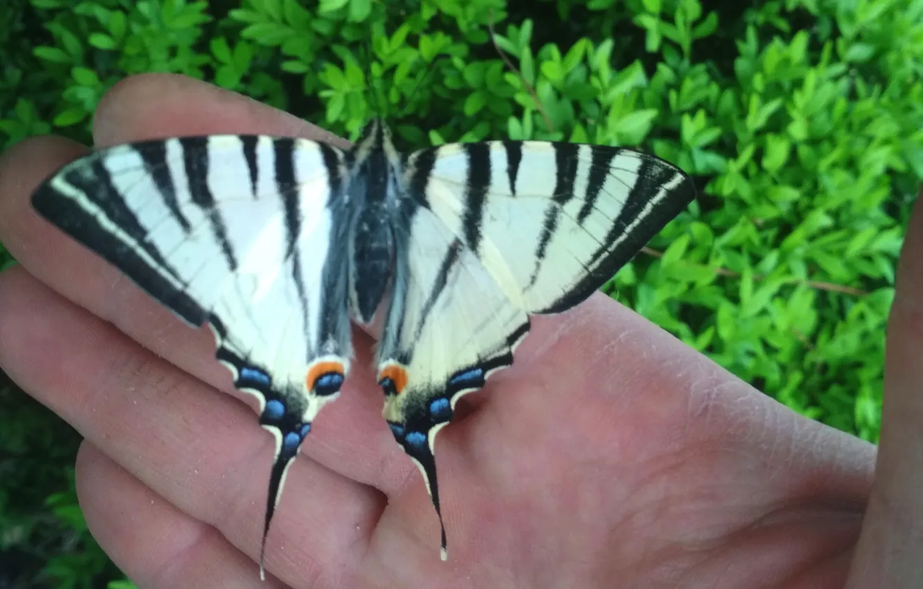 Photo wallpaper macro, butterfly, wings, hands, fingers, beautiful, closeup, boxwood