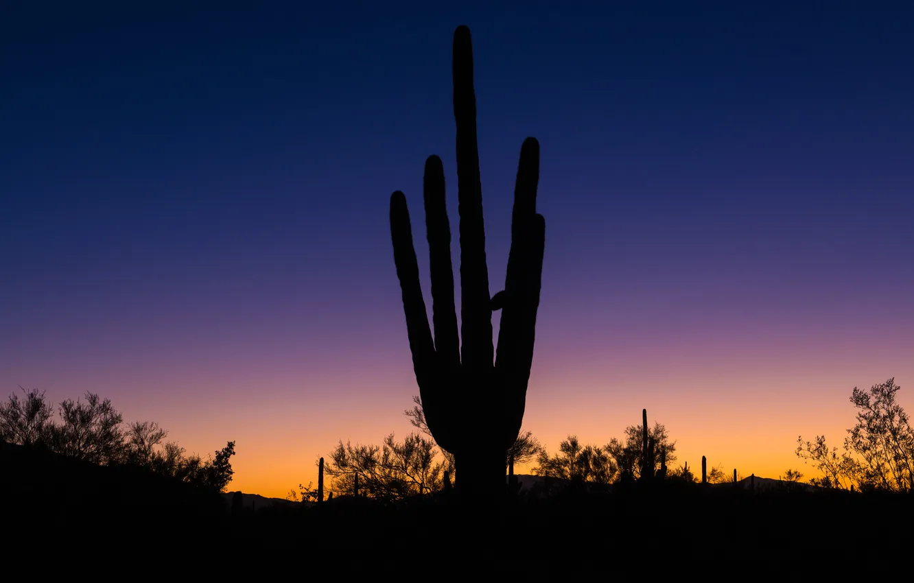Photo wallpaper desert, cactus, horizon, silhouette, AZ, glow, USA, Marana