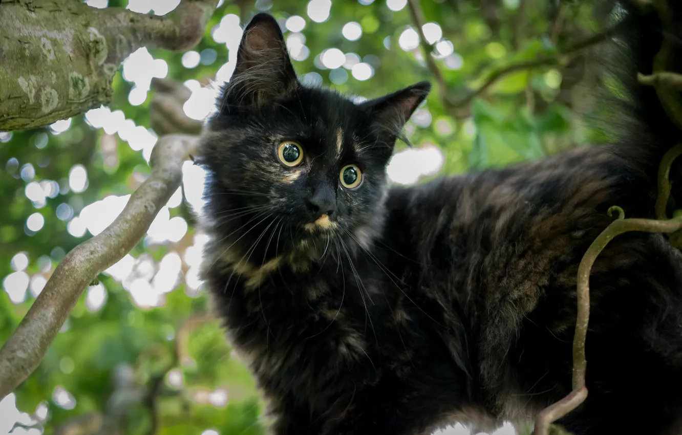 Photo wallpaper eyes, look, trees, Koshak, Tomcat