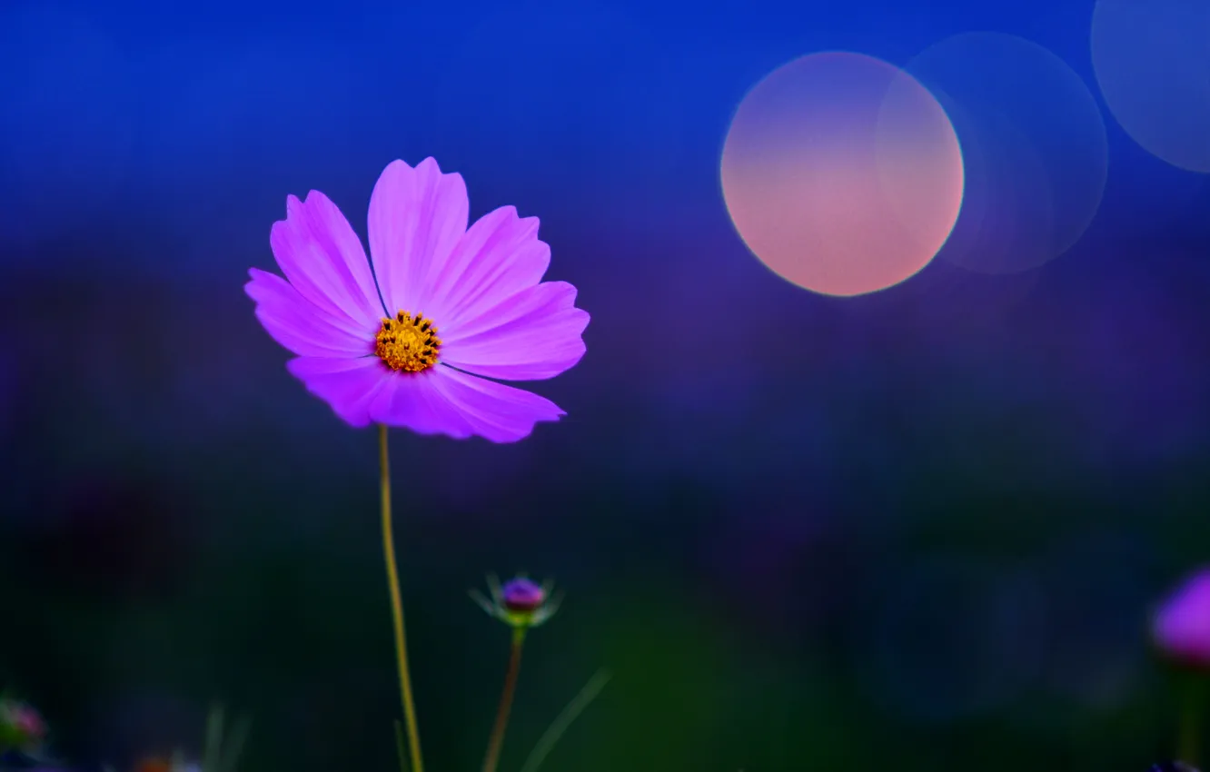 Photo wallpaper flower, macro, night, blue, glare, background, color, petals
