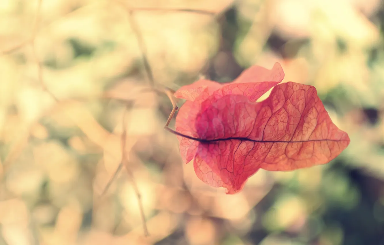 Photo wallpaper leaves, branches, red, leaf