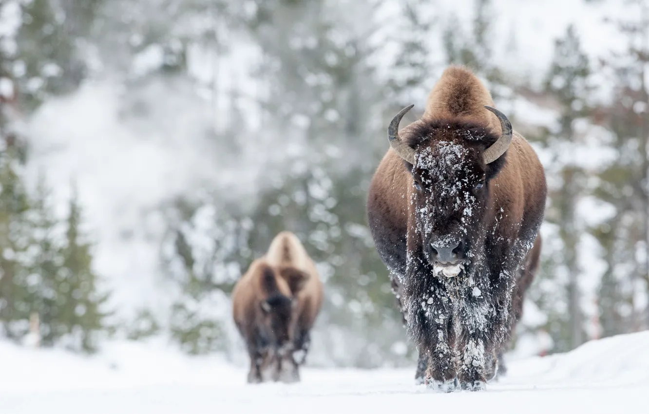 Photo wallpaper winter, snow, Buffalo