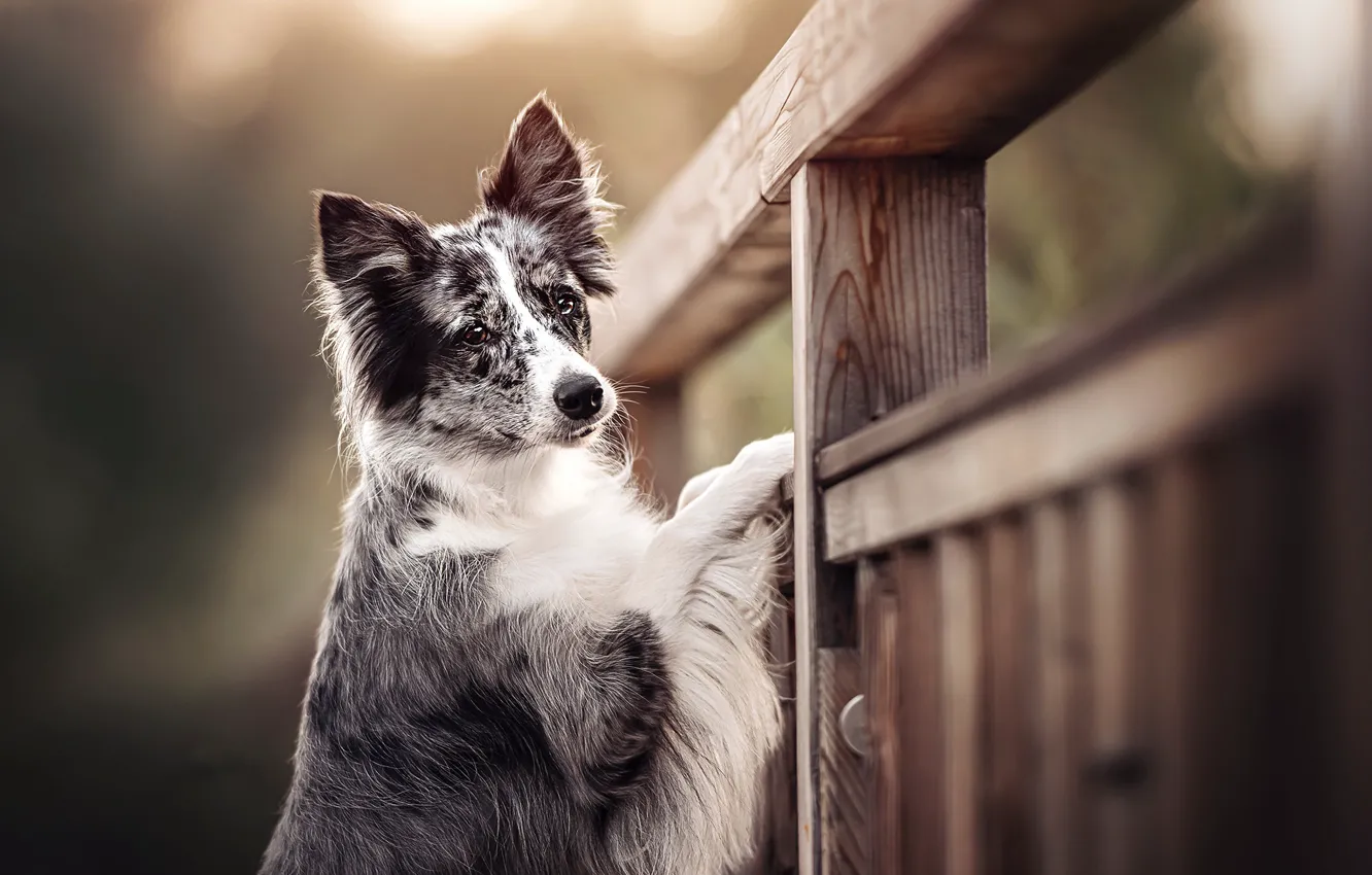 Photo wallpaper face, the fence, dog, bokeh, the border collie