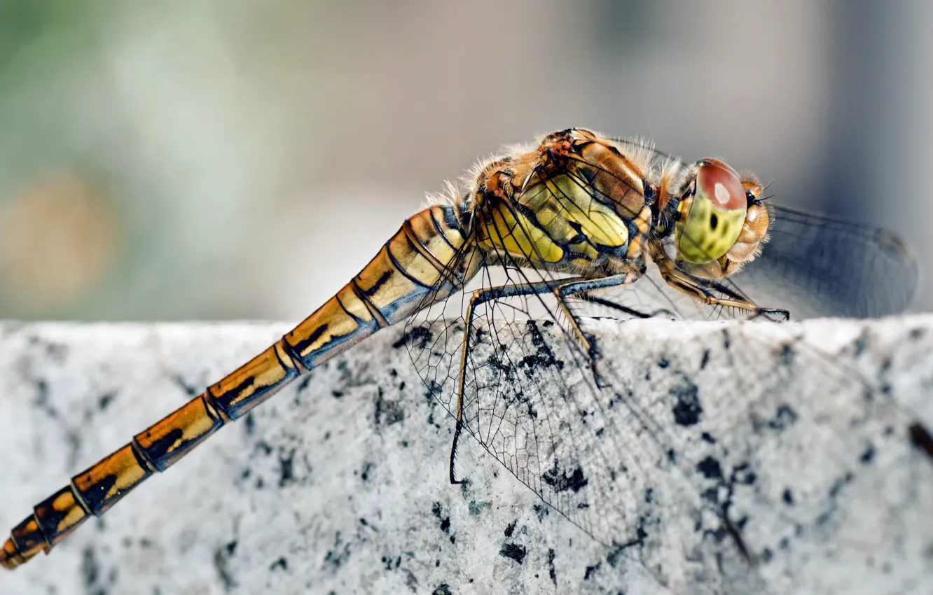 Photo wallpaper legs, stone, wings, dragonfly, insect, head, marble, Granite
