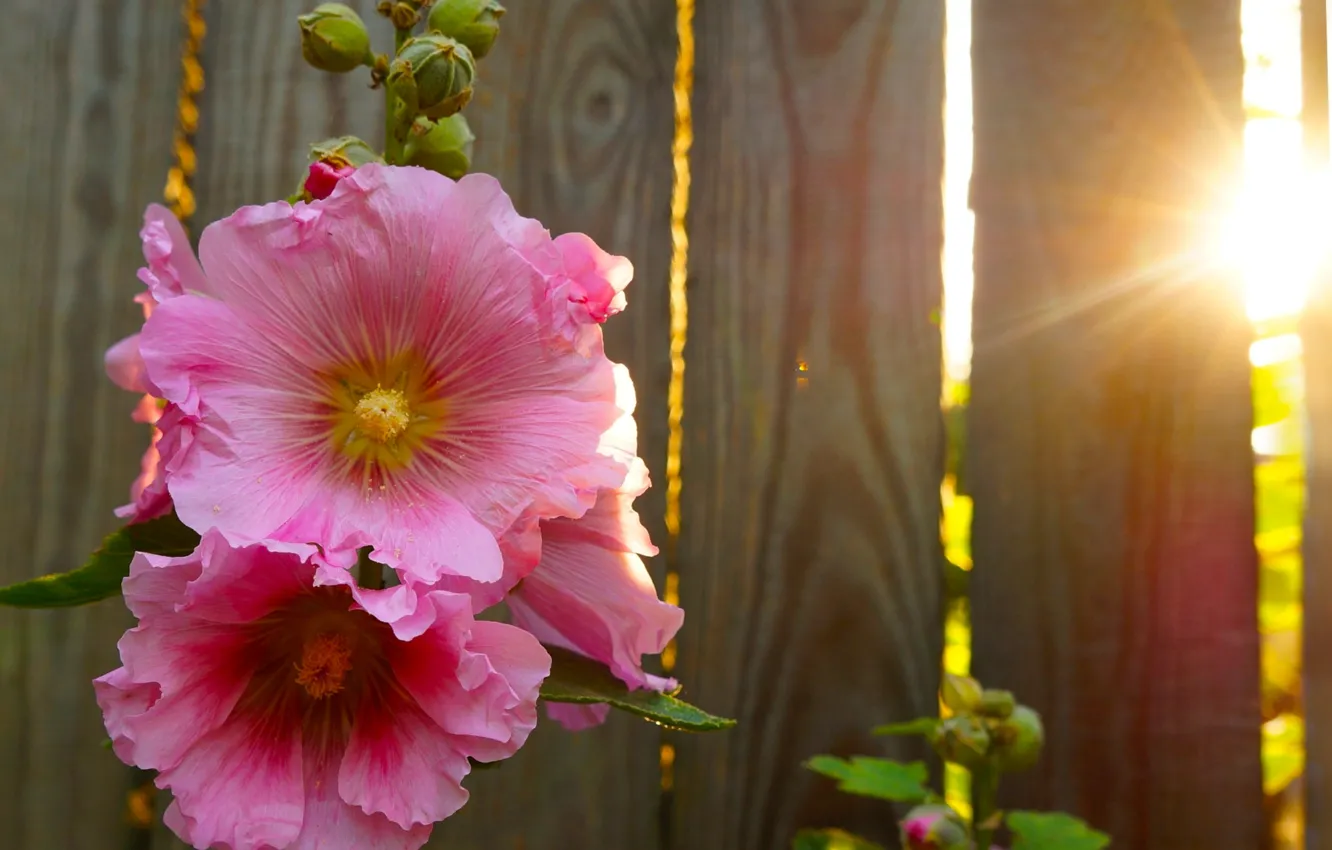 Photo wallpaper flower, garden, blooming, Mallow
