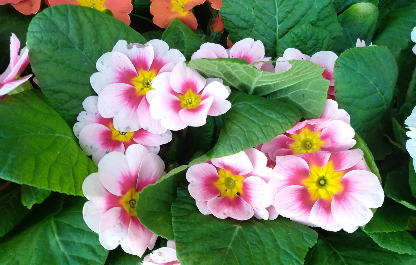 Photo wallpaper colors, flowers, flowers