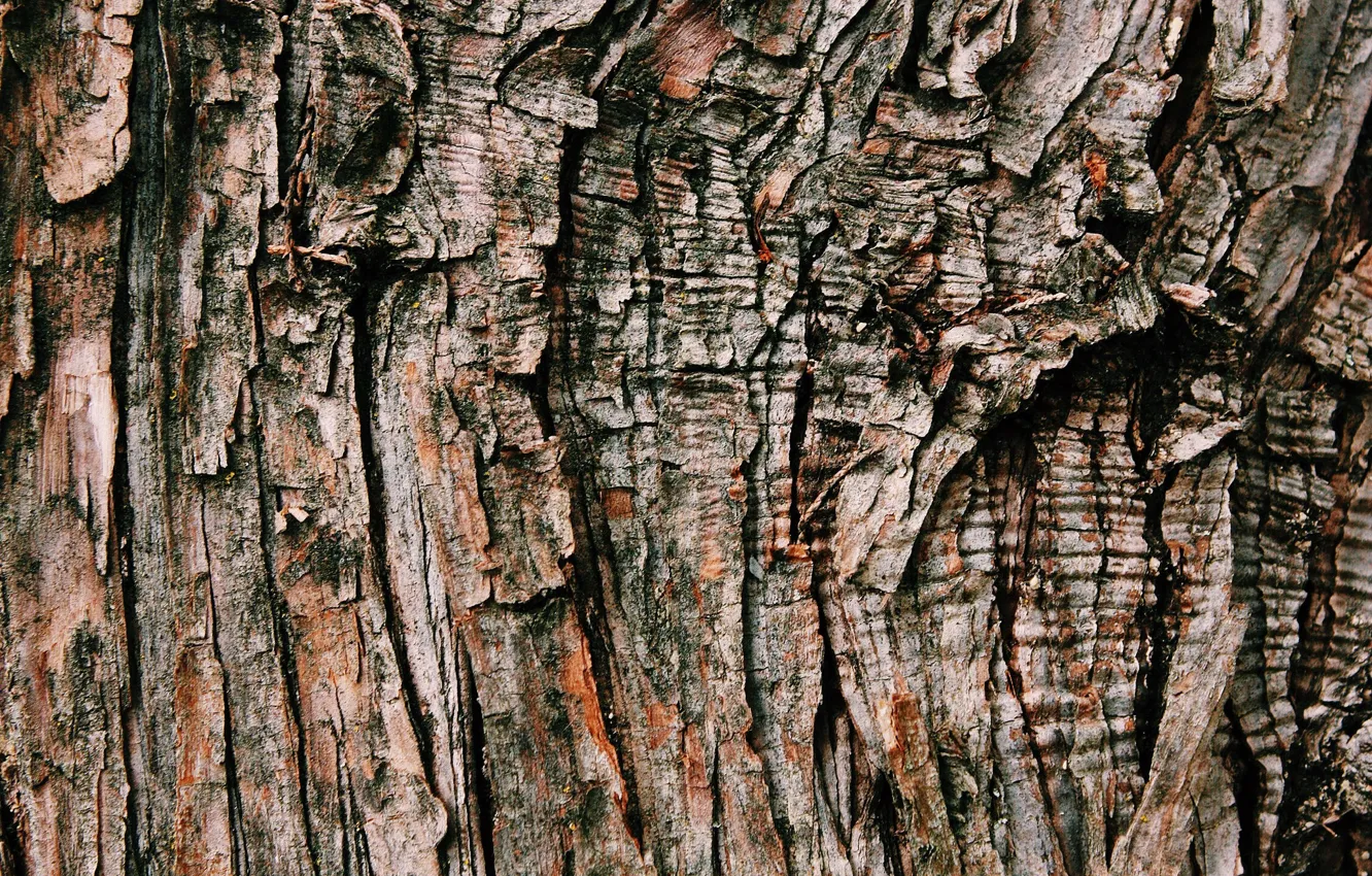 Photo wallpaper background, tree, texture, bark