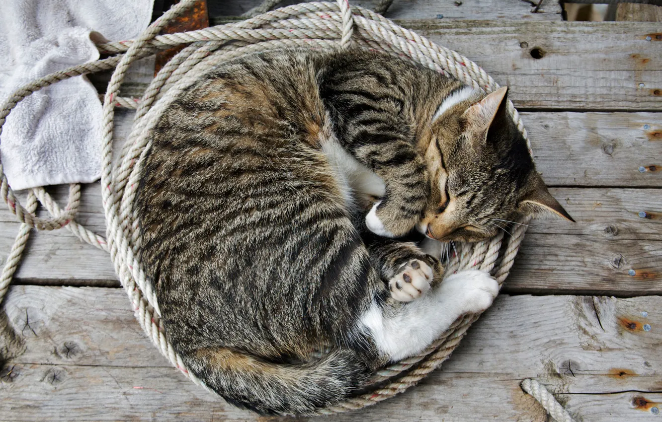 Photo wallpaper cat, sleep, verenki