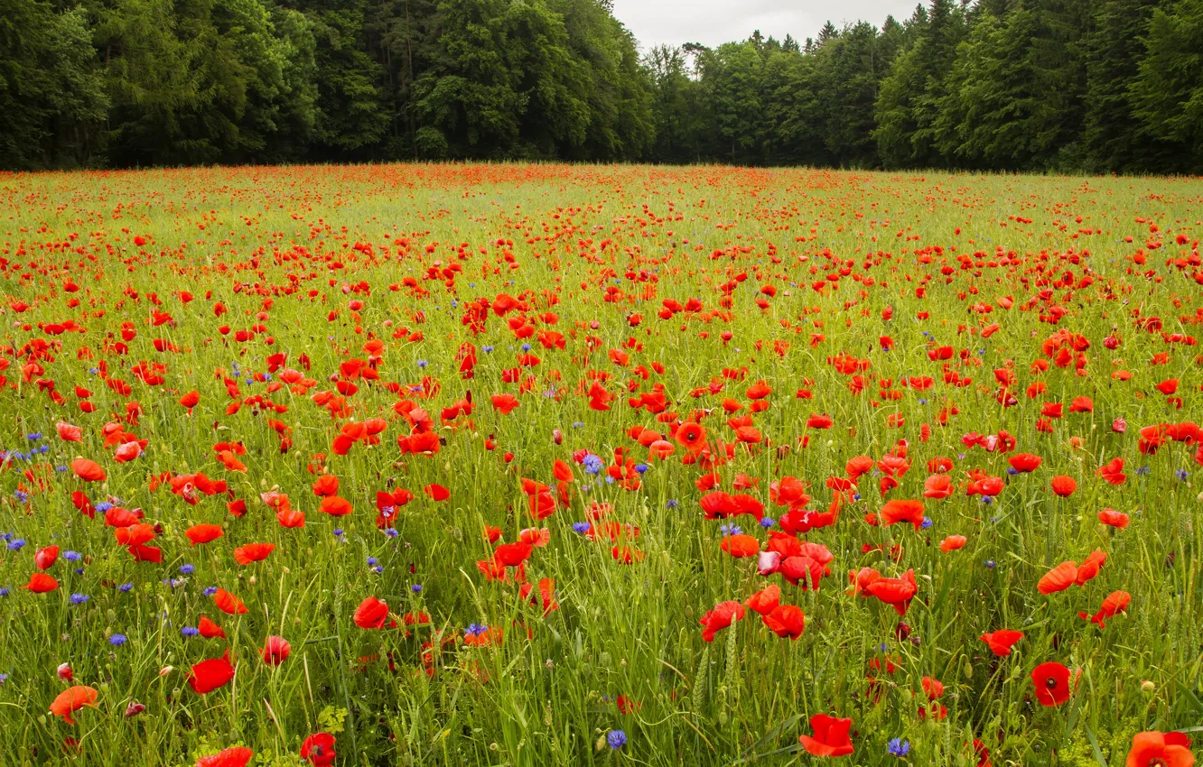 Photo wallpaper greens, field, forest, summer, grass, trees, flowers, red