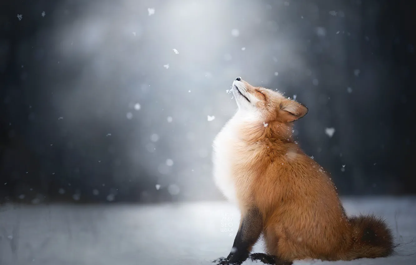 Photo wallpaper winter, snow, Fox, Fox