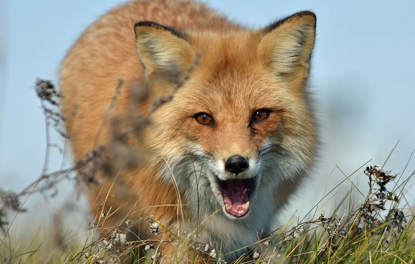 Photo wallpaper grass, Fox, Fox