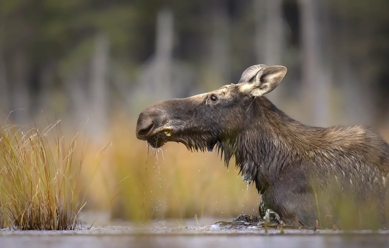Photo wallpaper autumn, nature, moose