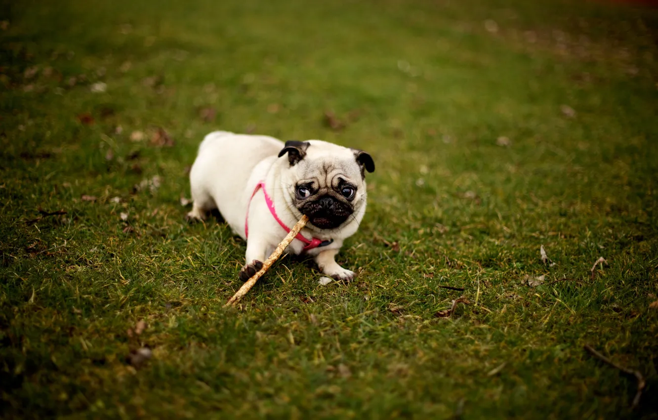 Photo wallpaper grass, the game, dog, pug