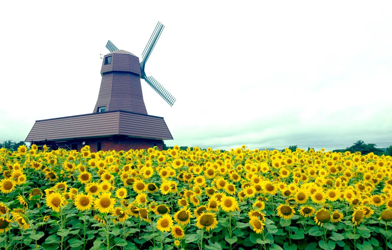 Photo wallpaper field, the sky, sunflowers, flowers, windmill