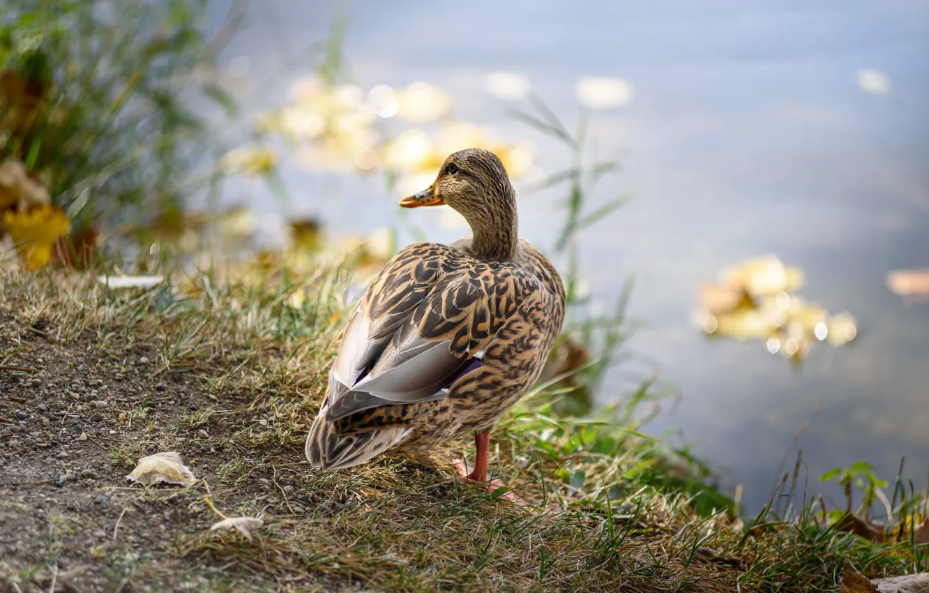 Photo wallpaper autumn, grass, leaves, bird, shore, duck, pond, bokeh