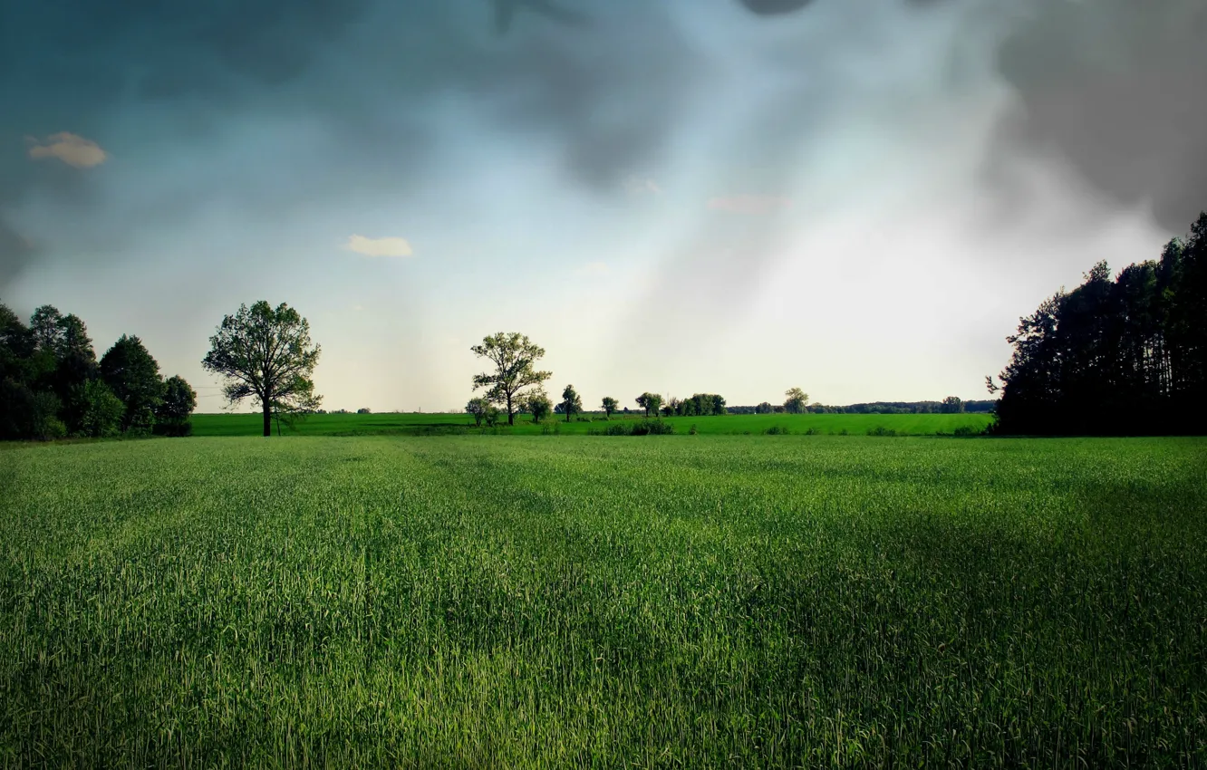 Photo wallpaper field, summer, the sky, grass